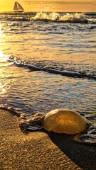 There is a jellyfish lying on the sand