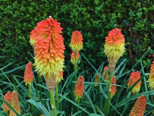 Detailed photo image close up shot vibrant orange yellow red blooms  kniphofia red hot poker plant as tritoma torch lily hd resolution background wallpaper perfect for campaigns 