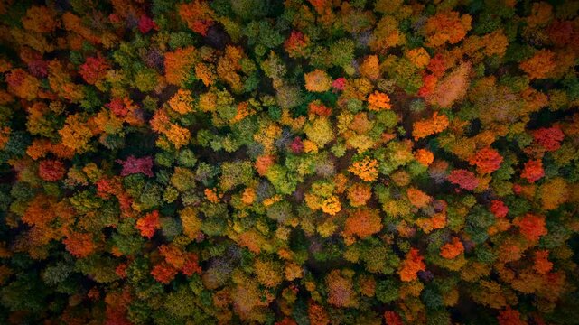 Goldener Herbstwald, Indian Summer, im Burgenland, &Ouml;sterreich aus der Luft gefilmt