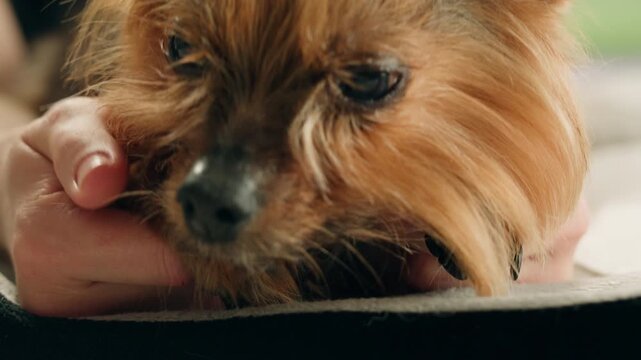 Yorkshire terrier at grooming salon, woman grrom small cute dog, happy animal life.