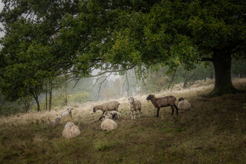 Flock of sheep grazing under a big oak tree