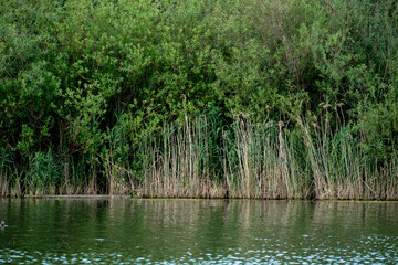 a lake against the backdrop of greenery and forest in summer