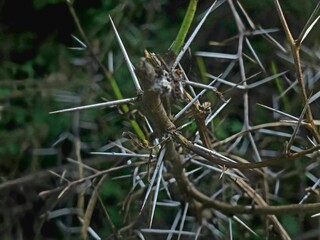 The thorns of a plant, likely a species of acacia, such as the sweet thorn tree (Vachellia karroo), or a honey locust tree (Gleditsia triacanthos).