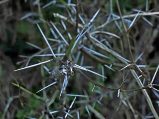 A close-up of a thorny plant, identified as an acacia (Vachellia nilotica), showing a dense cluster of long, sharp, white thorns on a woody stem.