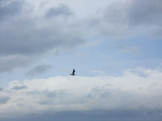 seagull in the sky over the sea