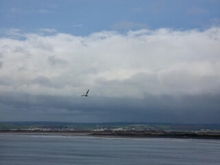 seagull flying over the sea