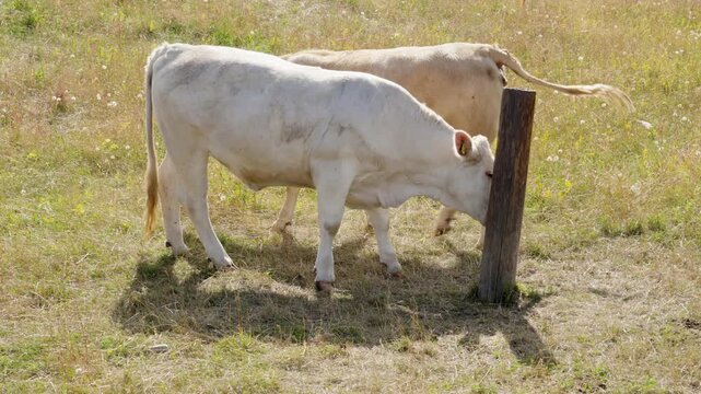 Young brown and white bulls playfully spar and graze together in a sunlit green pasture, roaming freely in a rural farm meadow and socializing in summer countryside scenes
