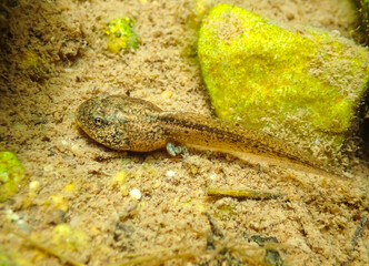 Tadpole of a common frog (Rana temporaria) resting on sandy bottom in clear freshwater, showing developing hind legs and natural coloration