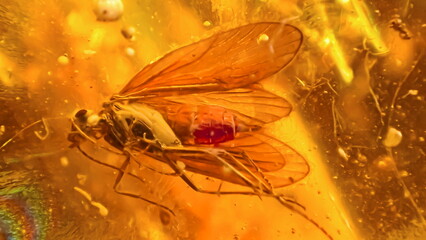 Close-up macro of an ancient insect preserved in amber, showing detailed wings and body structure frozen in golden fossil resin © Maciej Bonk