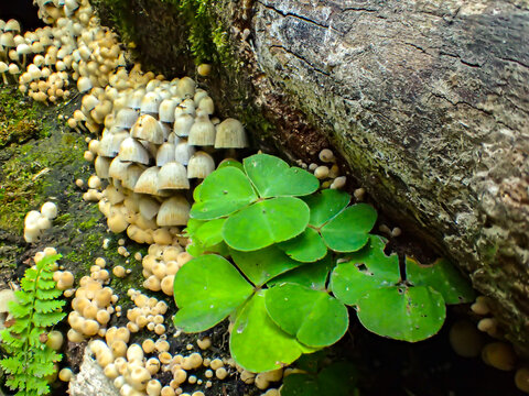 Cluster of fairy inkcap mushrooms (Coprinellus disseminatus) growing on a decaying log beside wood sorrel leaves and moss in a damp forest habitat