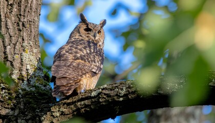Fototapeta premium great horned owl