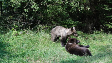 Brown bears on the side of the Transfagarasan mountain road