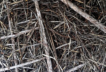 dry grass background