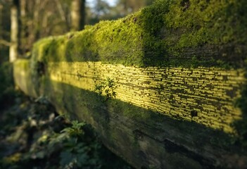 green moss on the wall