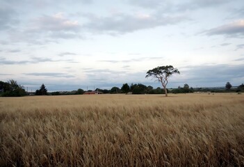 tree in the field