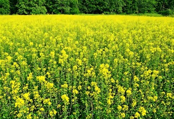 field of yellow flowers