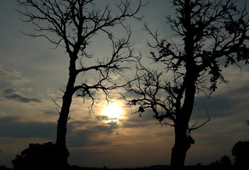 silhouette of tree at sunset
