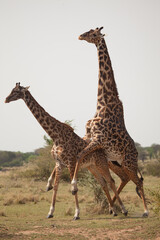 Giraffes mating in Africa