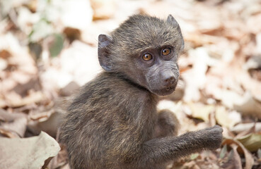 Baby baboon