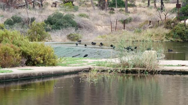 Wild birds resting on the old dam of Pantano de Elche reservoir, Elche, Spain
