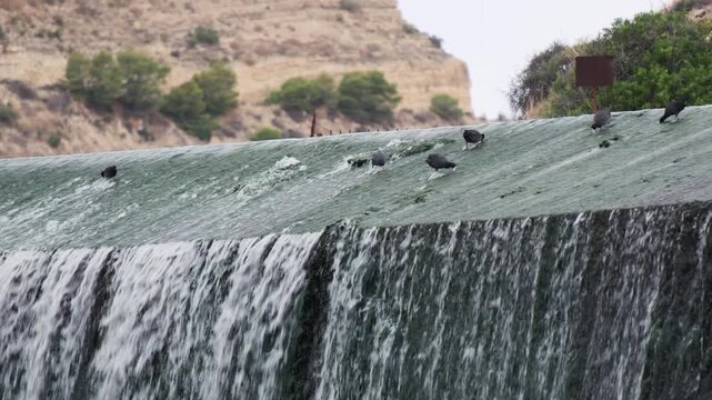 Wild birds resting on the old dam of Pantano de Elche reservoir, Elche, Spain