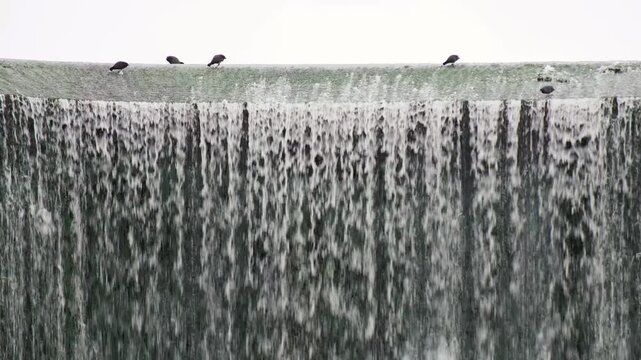 Wild birds resting on the old dam of Pantano de Elche reservoir, Elche, Spain