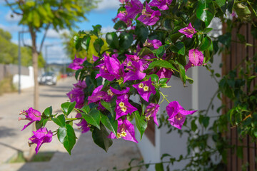 Bougainvillea Flowers in Bloom