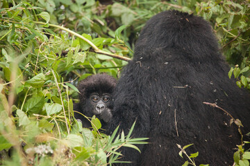 Cute baby mountain gorilla in the wild
