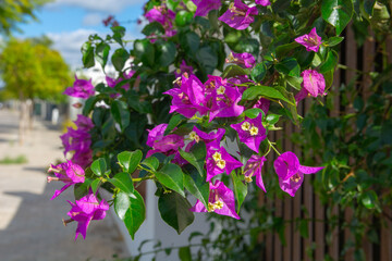Obraz premium Bougainvillea Flowers in Bloom