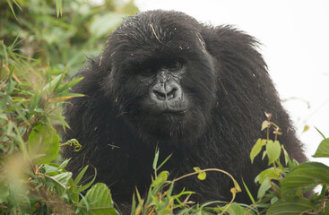 Isolated mountain gorilla in Rwanda's Virunga Mountain National Park