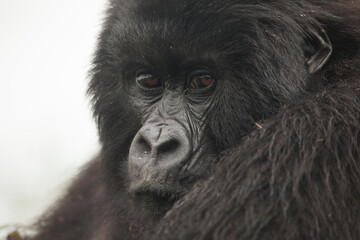 Isolated mountain gorilla in Rwanda's Virunga Mountain National Park