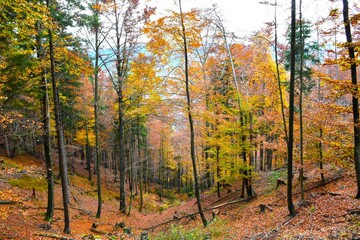 Slope with an autumn beech (Fagus sylvatica) forest