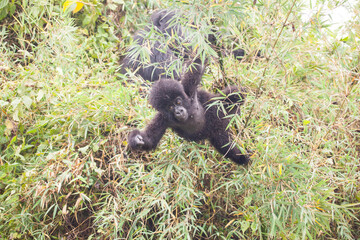 Tiny baby mountain gorilla swinging from a bamboo plant