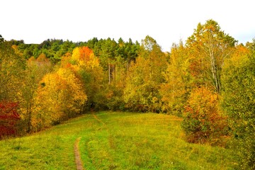 Meadow at the edge of yellow colored autumn forest