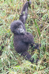 Cute baby mountain gorilla in the wild