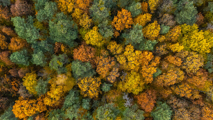 A top-down aerial photograph of a dense forest during autumn, showcasing a mix of green, yellow, orange, and brown trees. The image captures the rich texture and natural color palette of the season 
