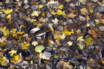 Colorful Leaves On The Ground In Autumn, Background Picture. 