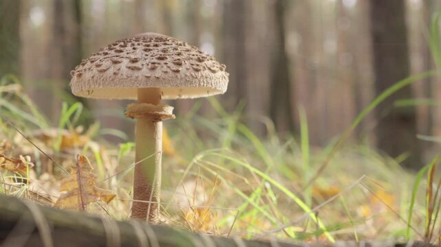 Parasol mushroom or Macrolepiota Procera in the forest
