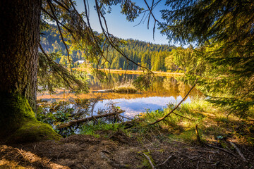 Rundweg Wanderweg um den See Kleiner Arber See im Herbst, Bayern, Deutschland