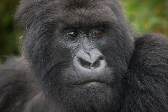A closeup of the face of a mountain gorilla in the Virunga Mountains of Africa