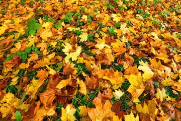 Fallen yellow and orange maple leaves covering the ground, creating a vibrant autumn background.