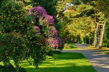 Colorful blooming flower arrangements along a sunny park alley. Green grass, bright flowers, and trees create a vibrant summer landscape and relaxing atmosphere.