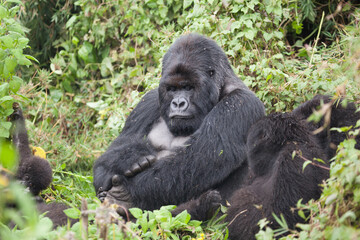 A huge silverback mountain gorilla introspectively thinking in the mountain jungle of Rwanda