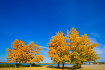heap of red dry tree on sandy river coast at  the bright autumn day