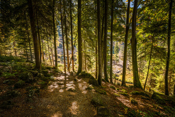 Obraz premium Rundweg Wanderweg um den See Kleiner Arber See im Herbst, Bayern, Deutschland
