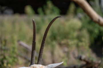 Iconic Curve: Close-Up Detail of Scimitar-Horned Oryx Horns