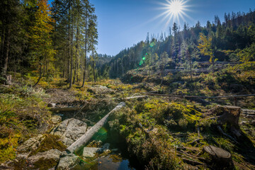 Rundweg Wanderweg um den See Kleiner Arber See im Herbst, Bayern, Deutschland