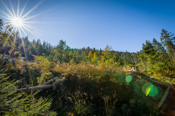 Rundweg Wanderweg um den See Kleiner Arber See im Herbst, Bayern, Deutschland