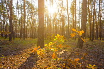 autumn forest glade covered by red dry leaves in light of sparkle sun