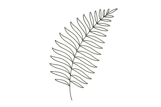 Organic fern leaf drawing with simple line art. Nature inspired graphic element for minimalistic botanical visuals. Transparent background